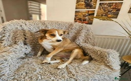 Mixed Breed dogs for adoption: SHADOW - Image 4