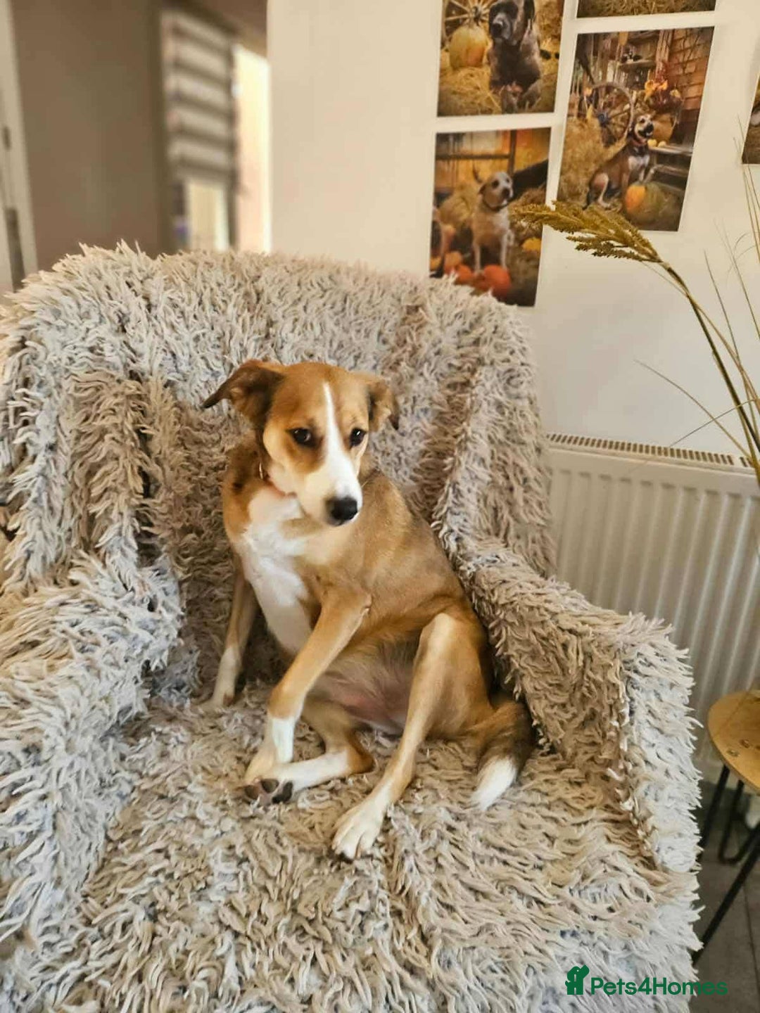 Mixed Breed dogs for adoption: SHADOW - Image 4