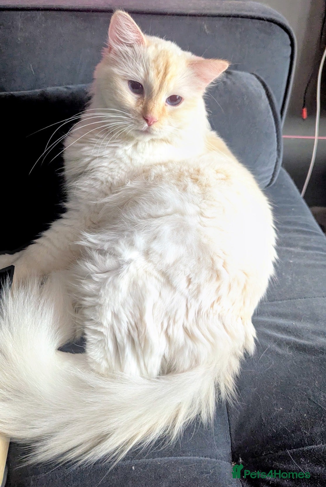 Ragdoll cats for sale: Flame point ragdoll needing a quiet home - Advert 10