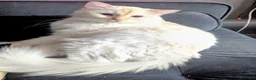 Ragdoll cats for sale: Flame point ragdoll needing a quiet home - Advert 1