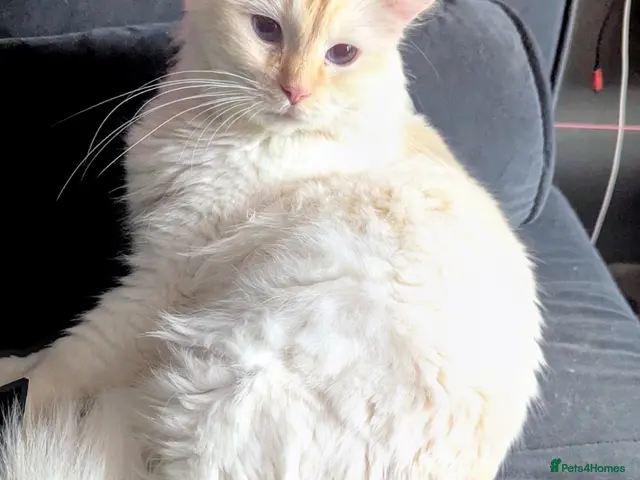 Ragdoll cats for sale: Flame point ragdoll needing a quiet home - Advert 3