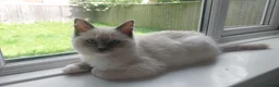 Ragdoll cats for sale: Ragdoll kitten  - Advert 1