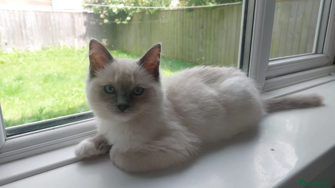 Ragdoll cats for sale: Ragdoll kitten  - Advert 1