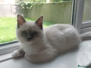 Ragdoll cats Ragdoll kitten - Advert 4