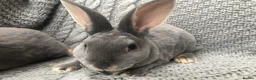 Rex rabbits for sale: Beautiful velvet mini Rex & Rex rabbits - Advert 15