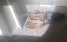 Yorkshire Terrier dogs for stud: KC registered Yorkshire Terrier Stud dog  in Manchester - Image 7