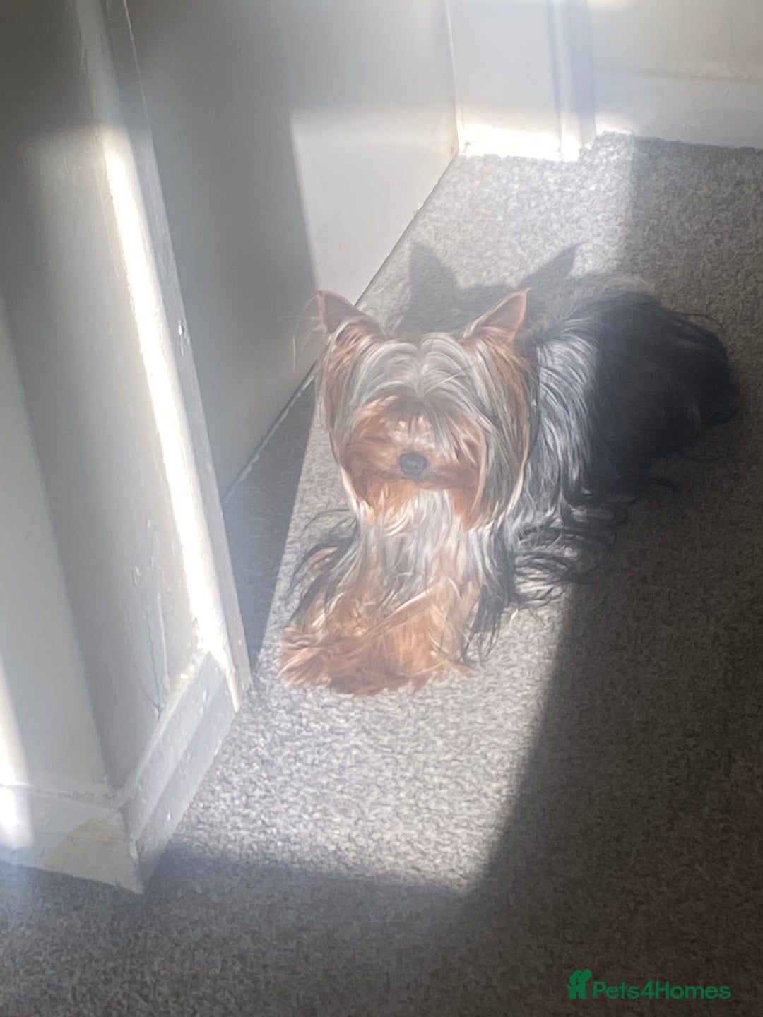 Yorkshire Terrier dogs for stud: KC registered Yorkshire Terrier Stud dog  in Manchester - Image 7