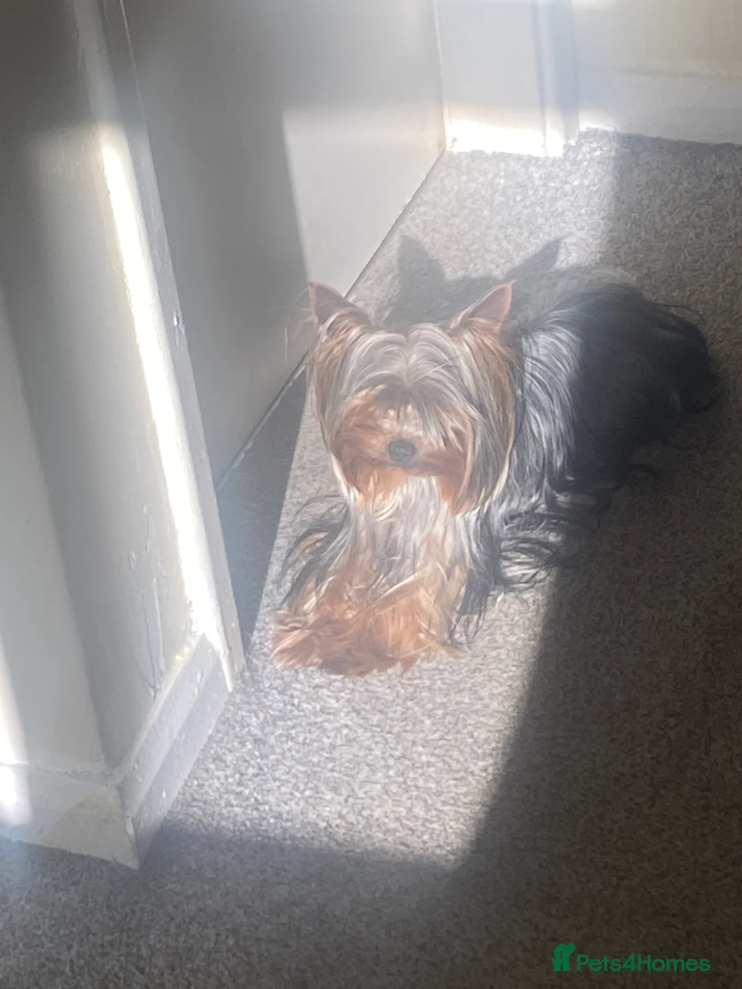 Yorkshire Terrier dogs for stud: KC registered Yorkshire Terrier Stud dog  in Manchester - Advert 4