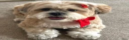 Lhasa Apso dogs for sale: Stormy  in London - Advert 13