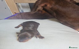 Dachshund dogs for sale: 3/4 Dachsunds  - Image 13