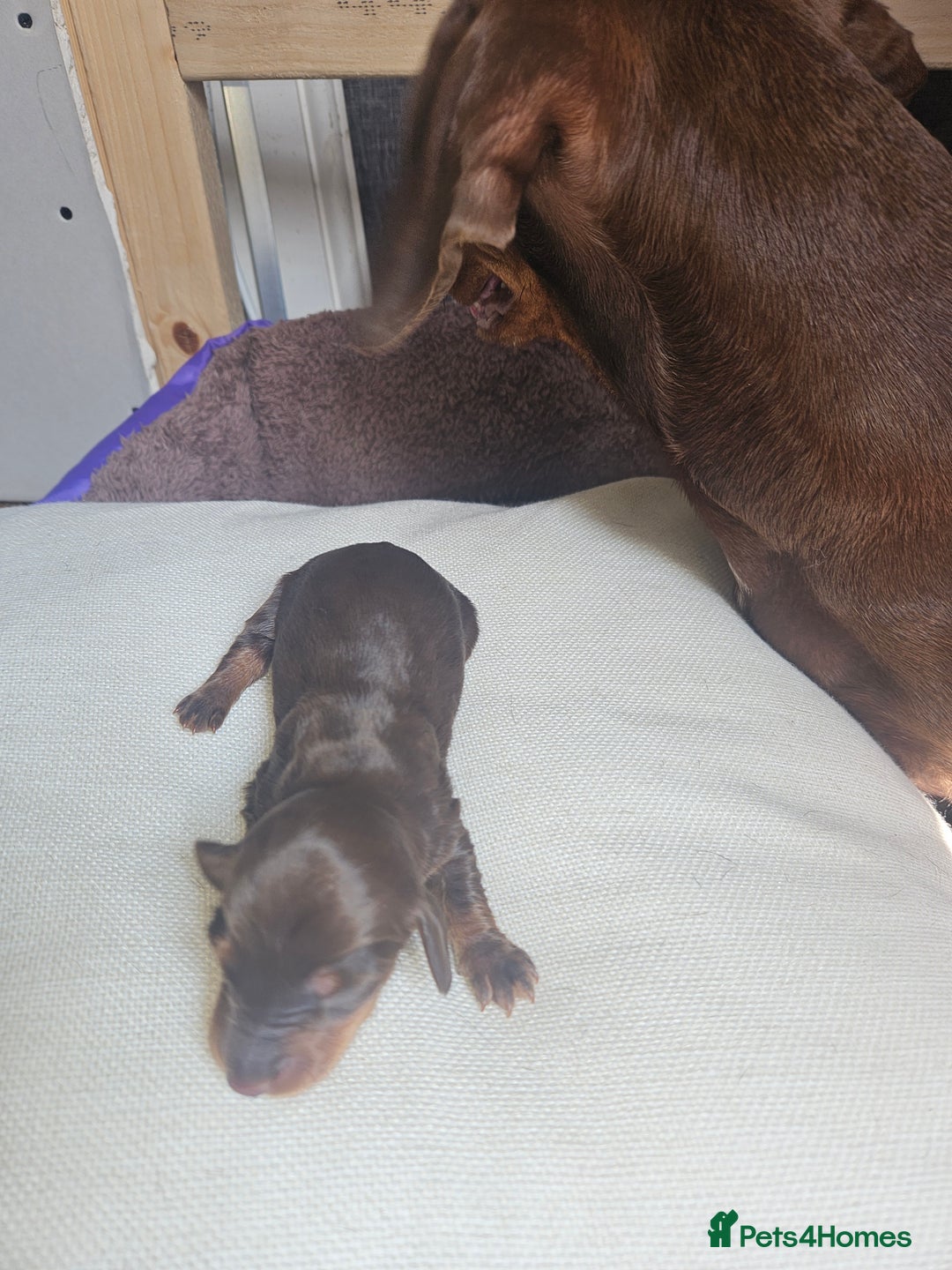 Dachshund dogs for sale: 3/4 Dachsunds  - Image 13