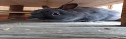 Netherland Dwarf rabbits for sale: Bonded pair - Advert 4