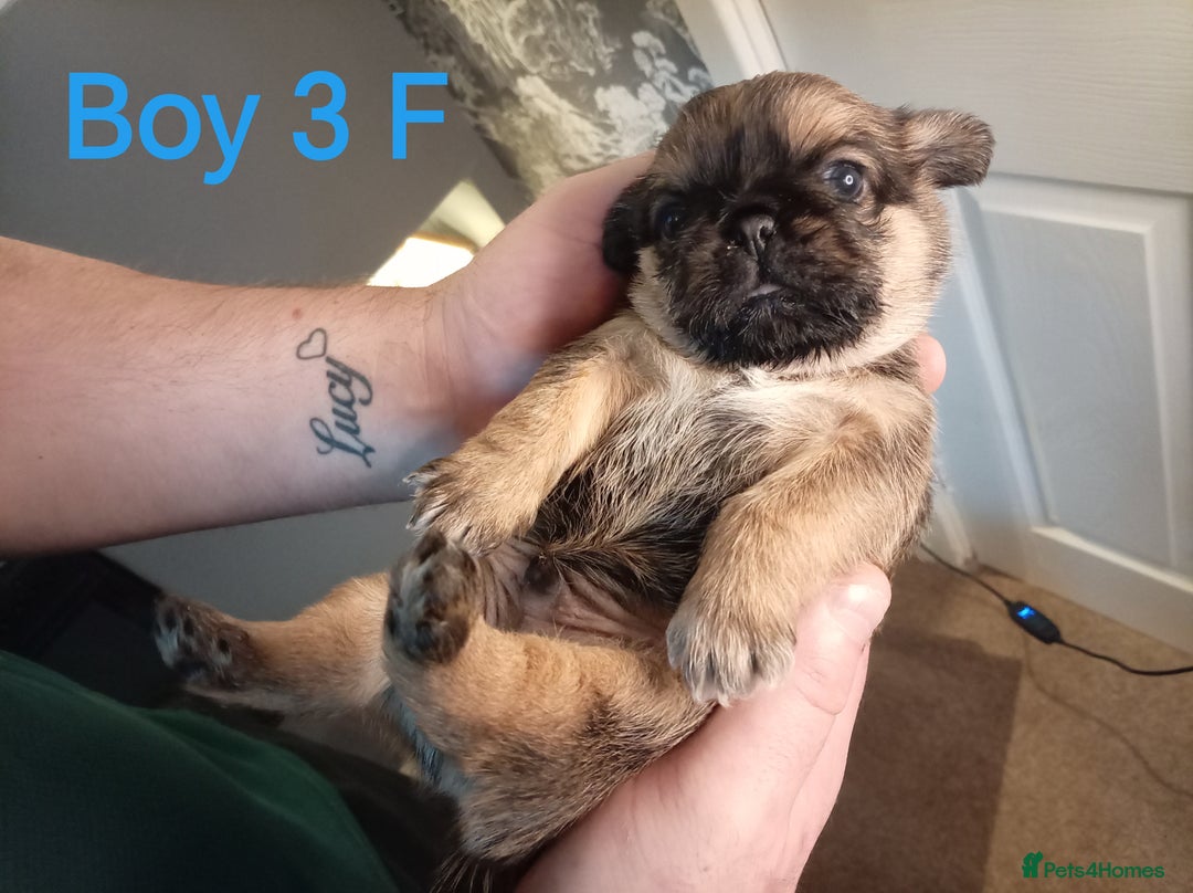 Mixed Breed dogs for sale: Pug x Shih Tzu Pug zu shih pug puppies - Image 16