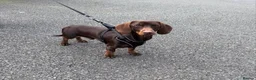 Miniature Dachshund dogs for stud: KC health tested miniature stud carry long hair  - Advert 2