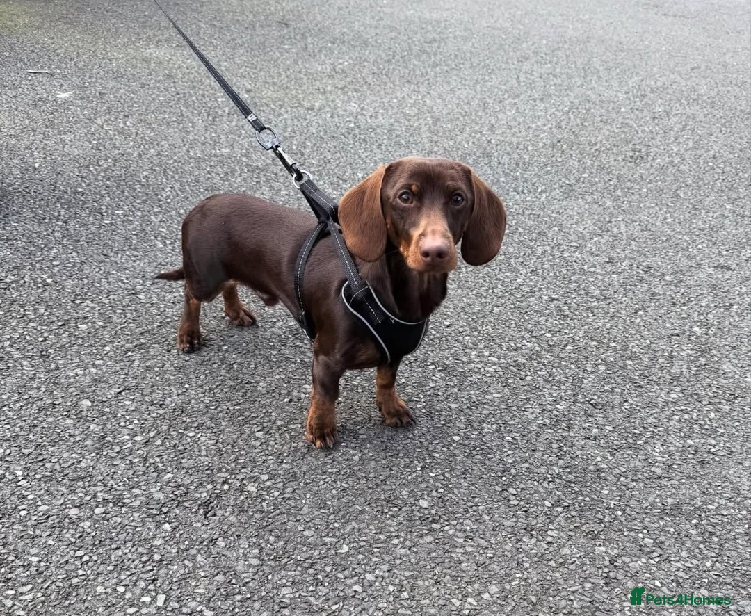 Miniature Dachshund dogs for stud: KC health tested miniature stud carry long hair  - Advert 2