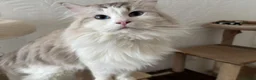 Ragdoll cats for sale: Active male ragdoll  - Advert 5