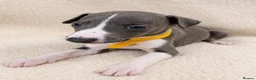 Whippet dogs for sale: Only 3 boys Quality pedigree whippet puppies left  - Advert 19