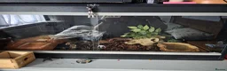 Python Snake reptiles for sale: Blue eyed lucistic royal python and vivarium  - Advert 6