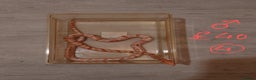 Snake reptiles for sale: My collection of corn snakes. - Advert 22