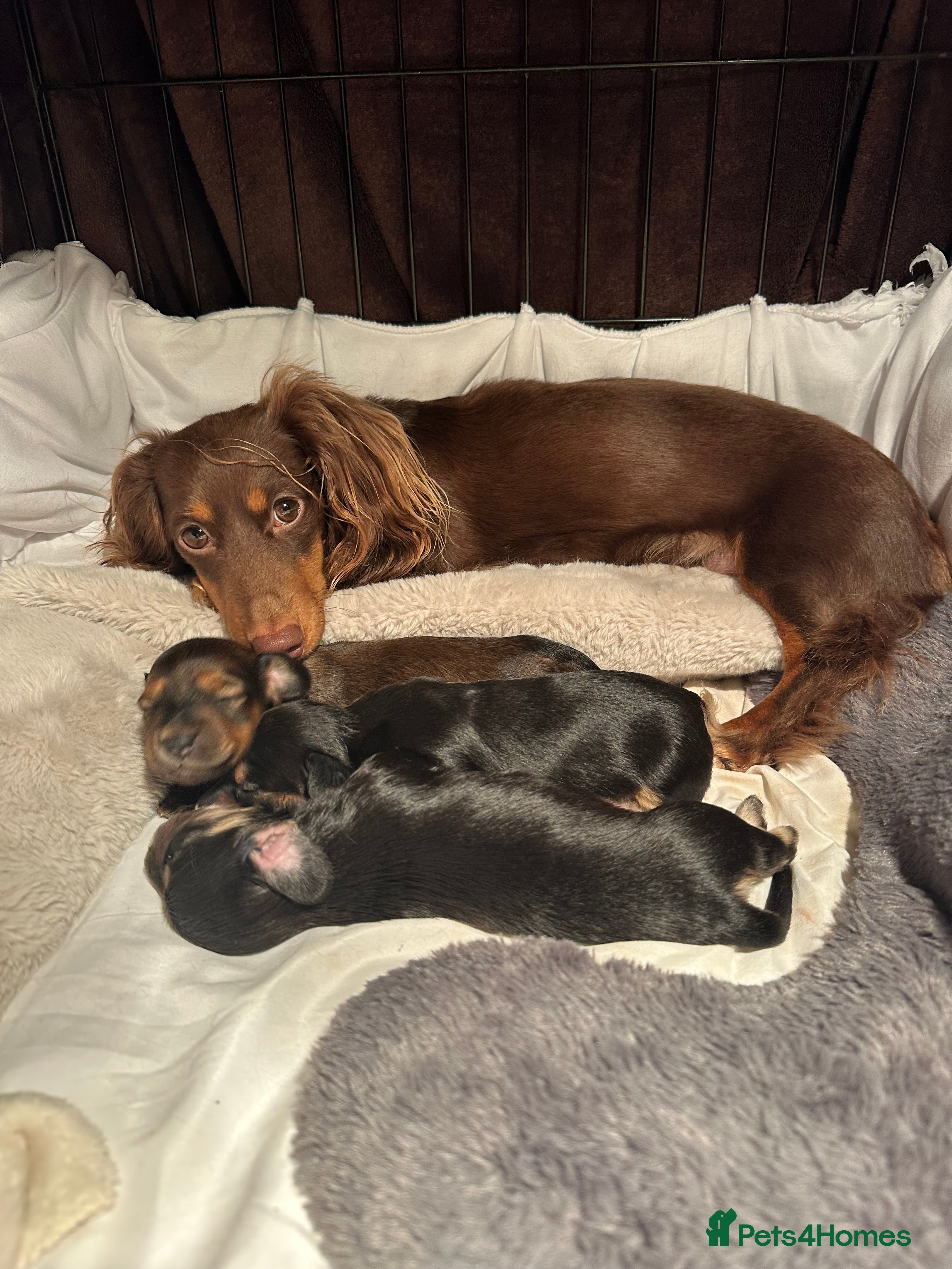 Miniature Dachshund dogs KC reg Long haired miniature dachshund puppies - Advert 14