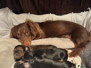 Miniature Dachshund dogs KC reg Long haired miniature dachshund puppies - Advert 13