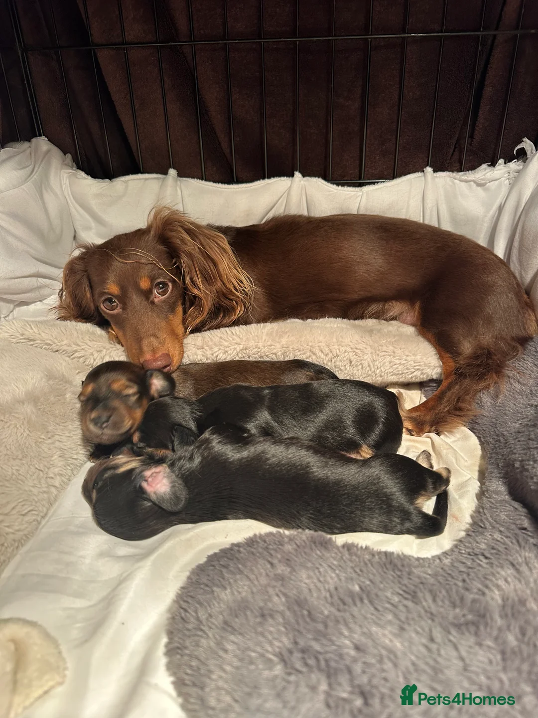 Miniature Dachshund dogs for sale: KC reg Long haired miniature dachshund puppies - Advert 1