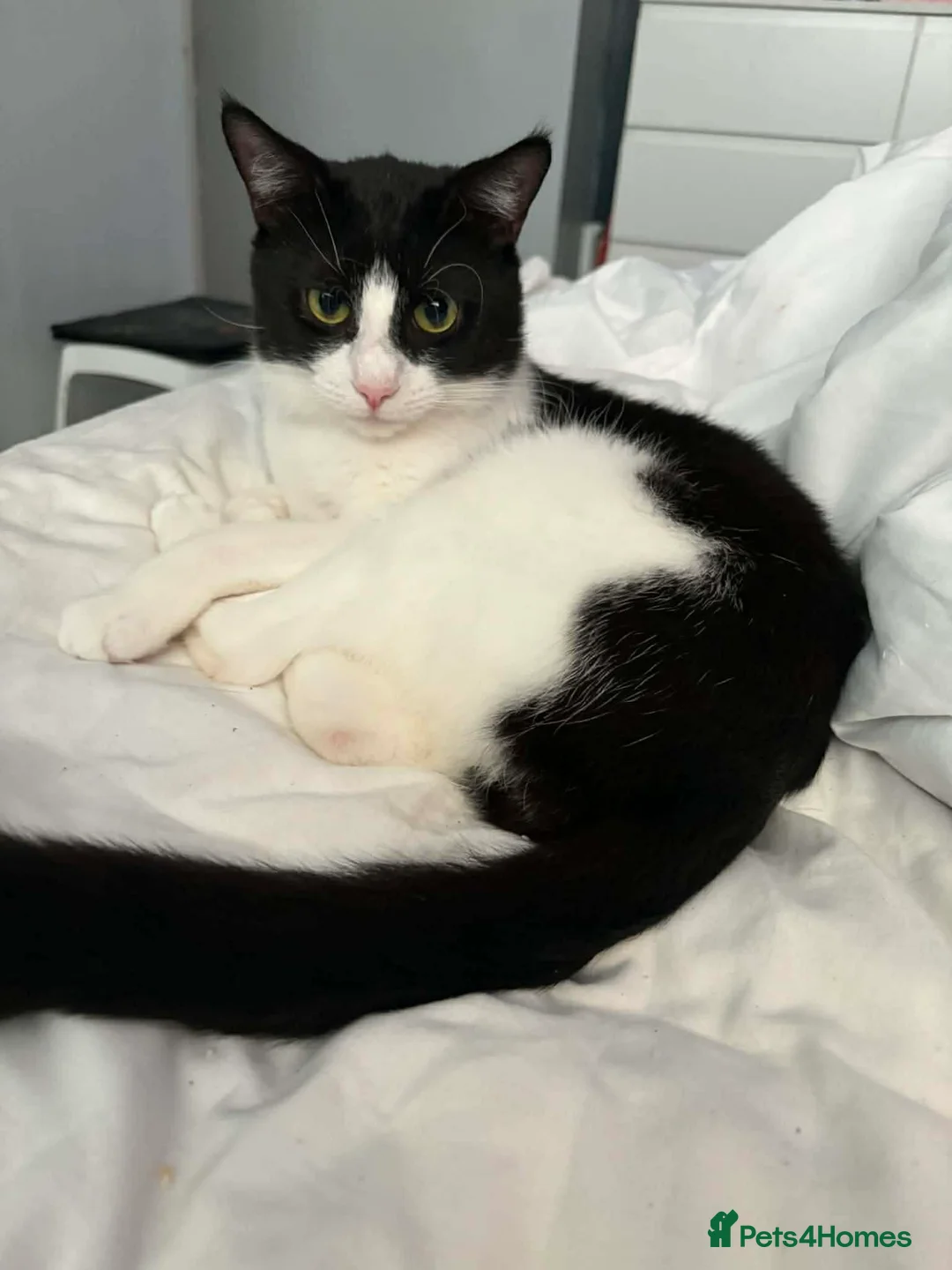 Mixed Breed cats for sale: 2 Male cats - Advert 2