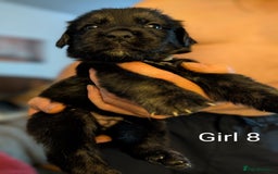 Mixed Breed dogs for sale: Golden Shepherd Puppies  - Image 8