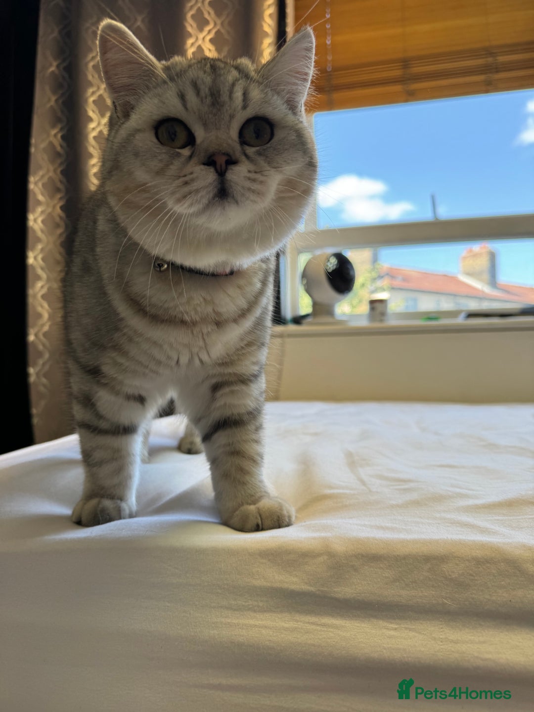 British Shorthair cats for sale: BSH kitten classic & chinchilla bloodline - Image 4