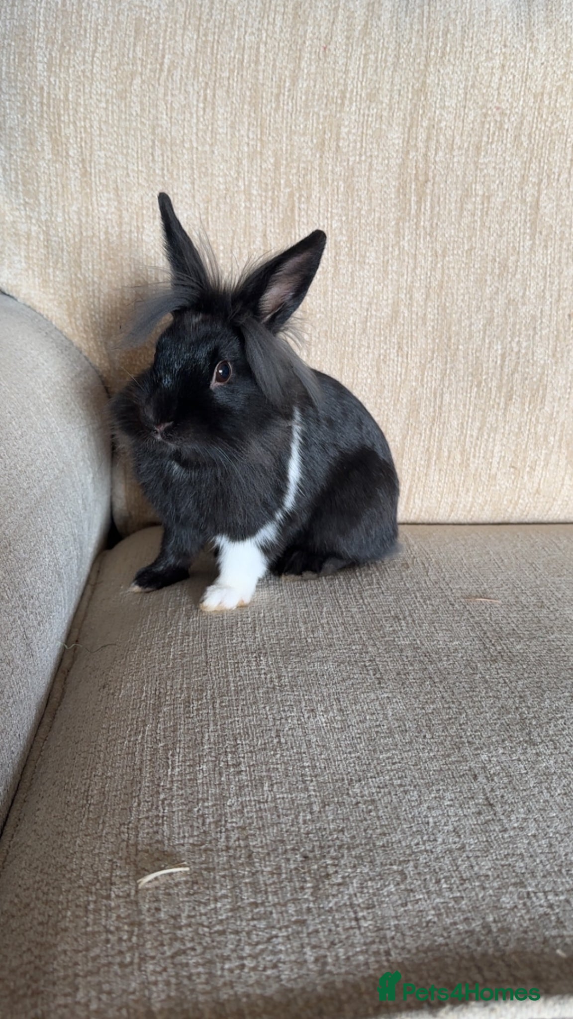 Mixed Breed rabbits 2 bunnies for sale! - Advert 19