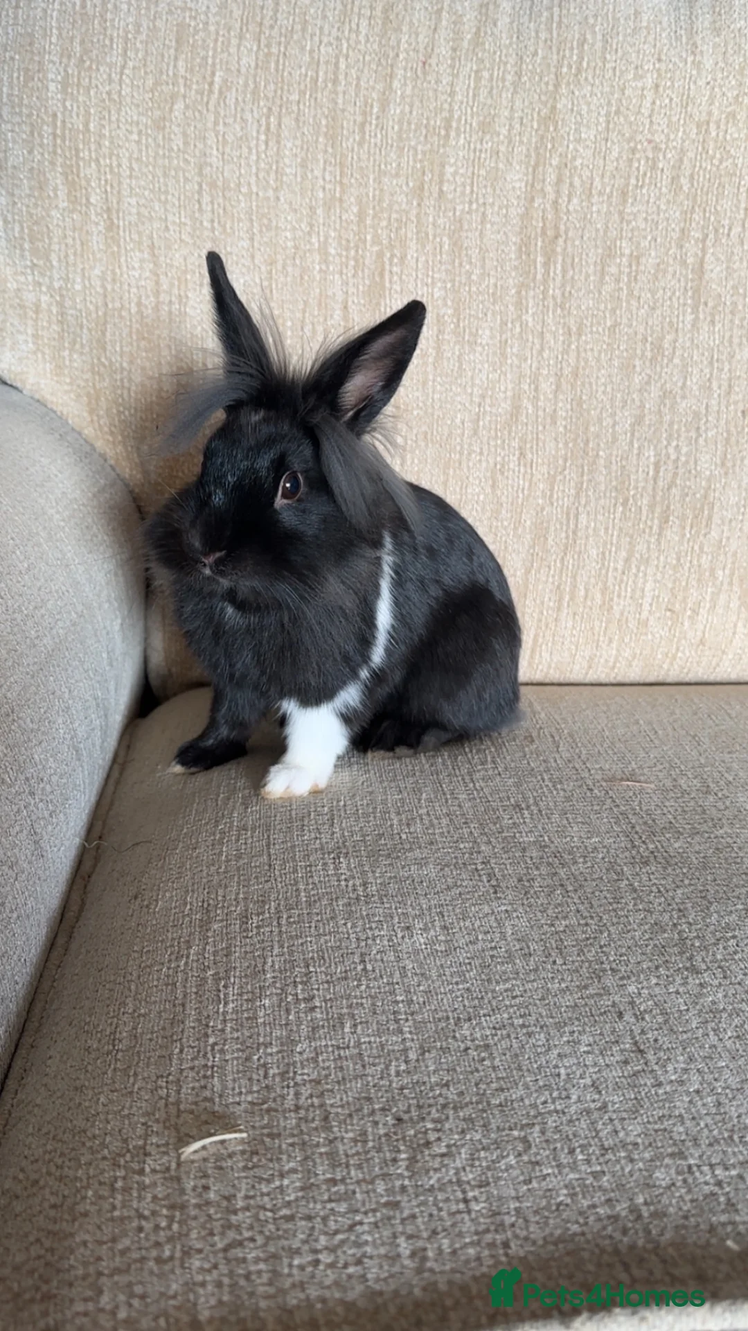 Mixed Breed rabbits for sale: 2 bunnies for sale! - Advert 1