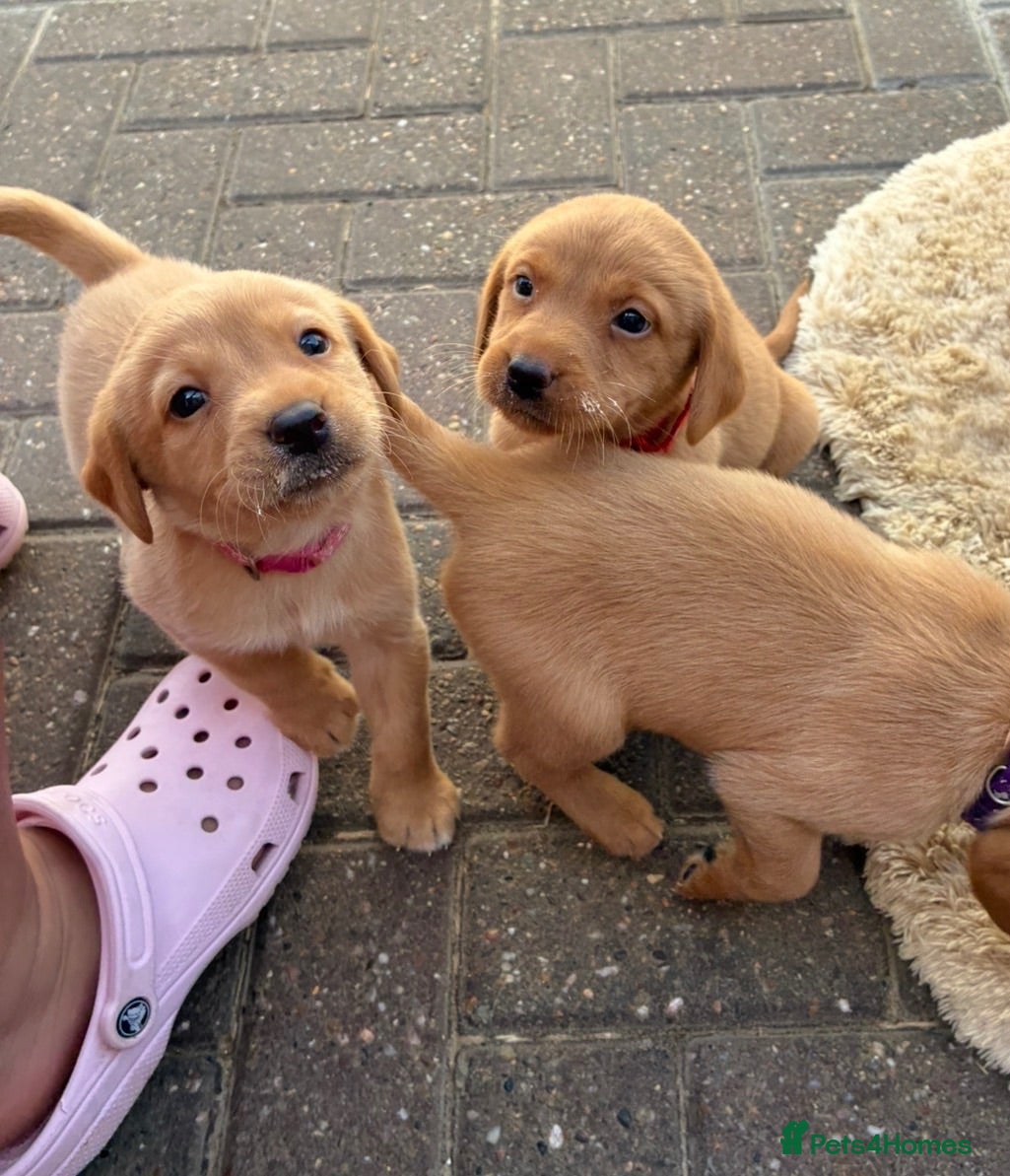 Labrador Retriever dogs 5 kc Labrador pups  - Advert 10