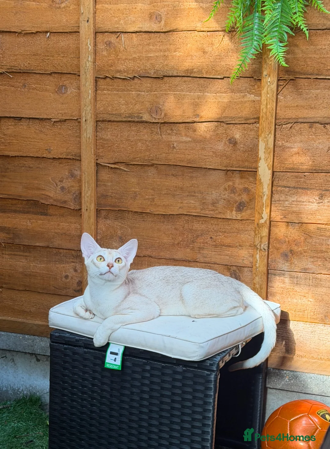 Abyssinian cats for stud: 🏆🏵️🏵️🏵️🥇Exceptional Abyssinian Stud - Advert 7