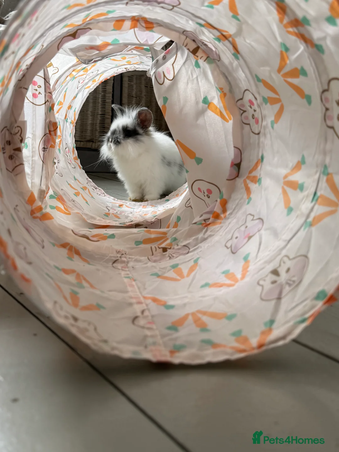 Lionhead rabbits for sale: Baby Lionhead bunny for sale - Advert 2