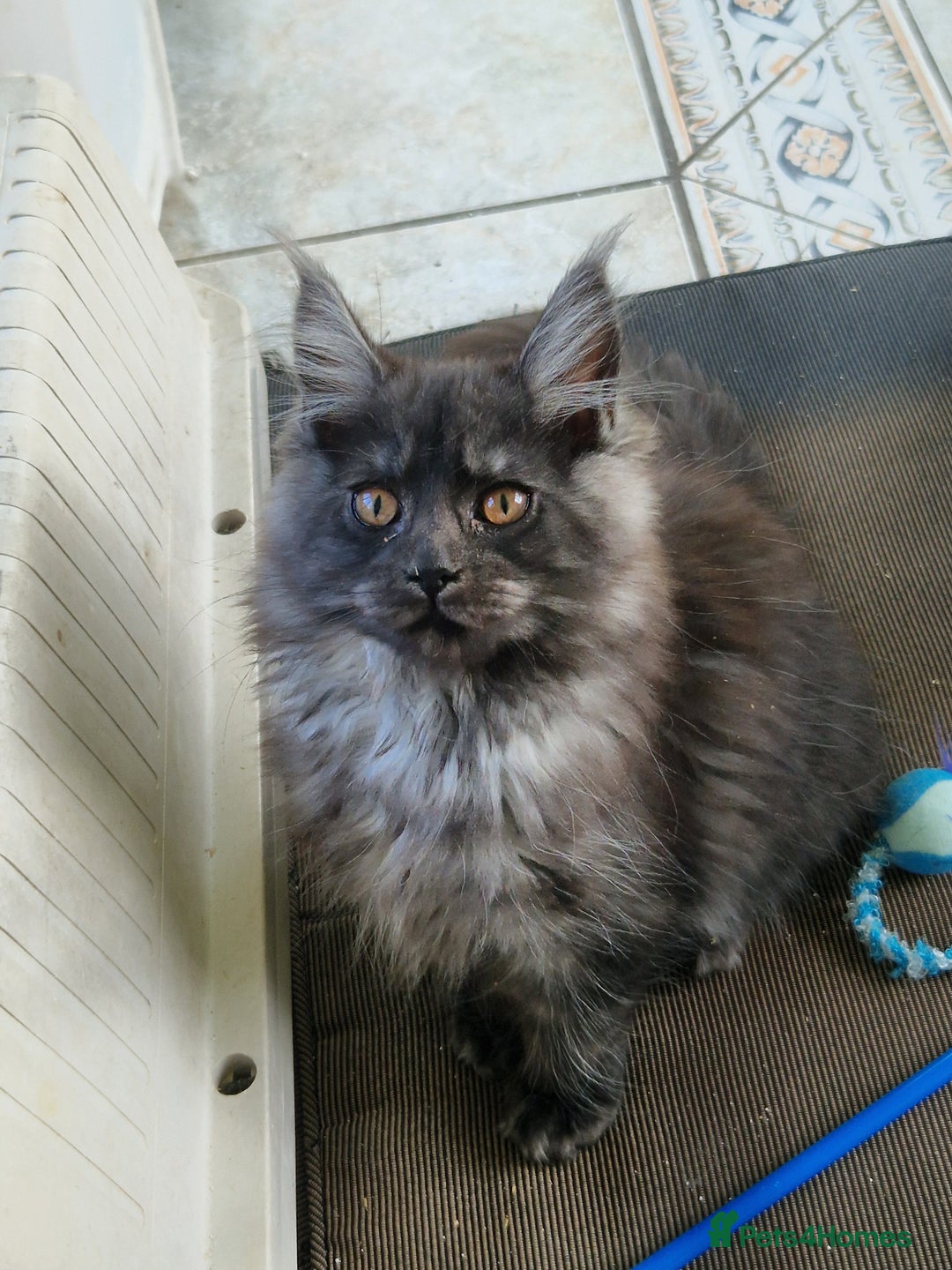Maine Coon cats for sale: Stunning maine coon kittens - Image 23