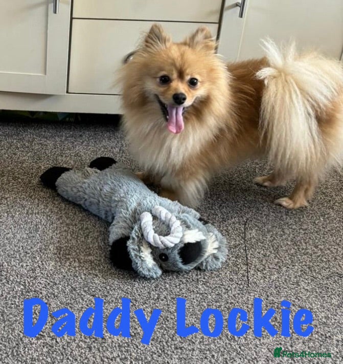 Pomeranian dogs for sale: Pomeranian Puppies Available To Reserve Now in Manchester - Advert 29