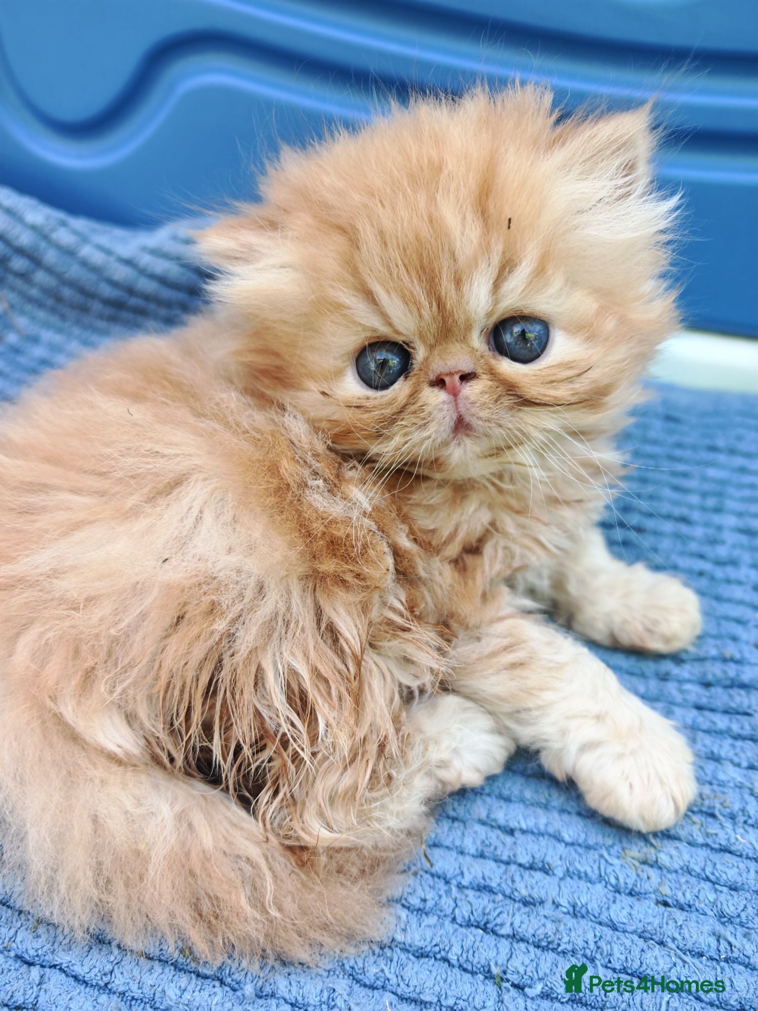 Persian cats 2 red tabby persian males - Advert 14