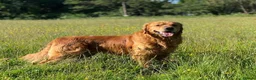 Golden Retriever dogs for sale: Trained, KC Reg, Fox Red, Golden Retriever - Advert 11