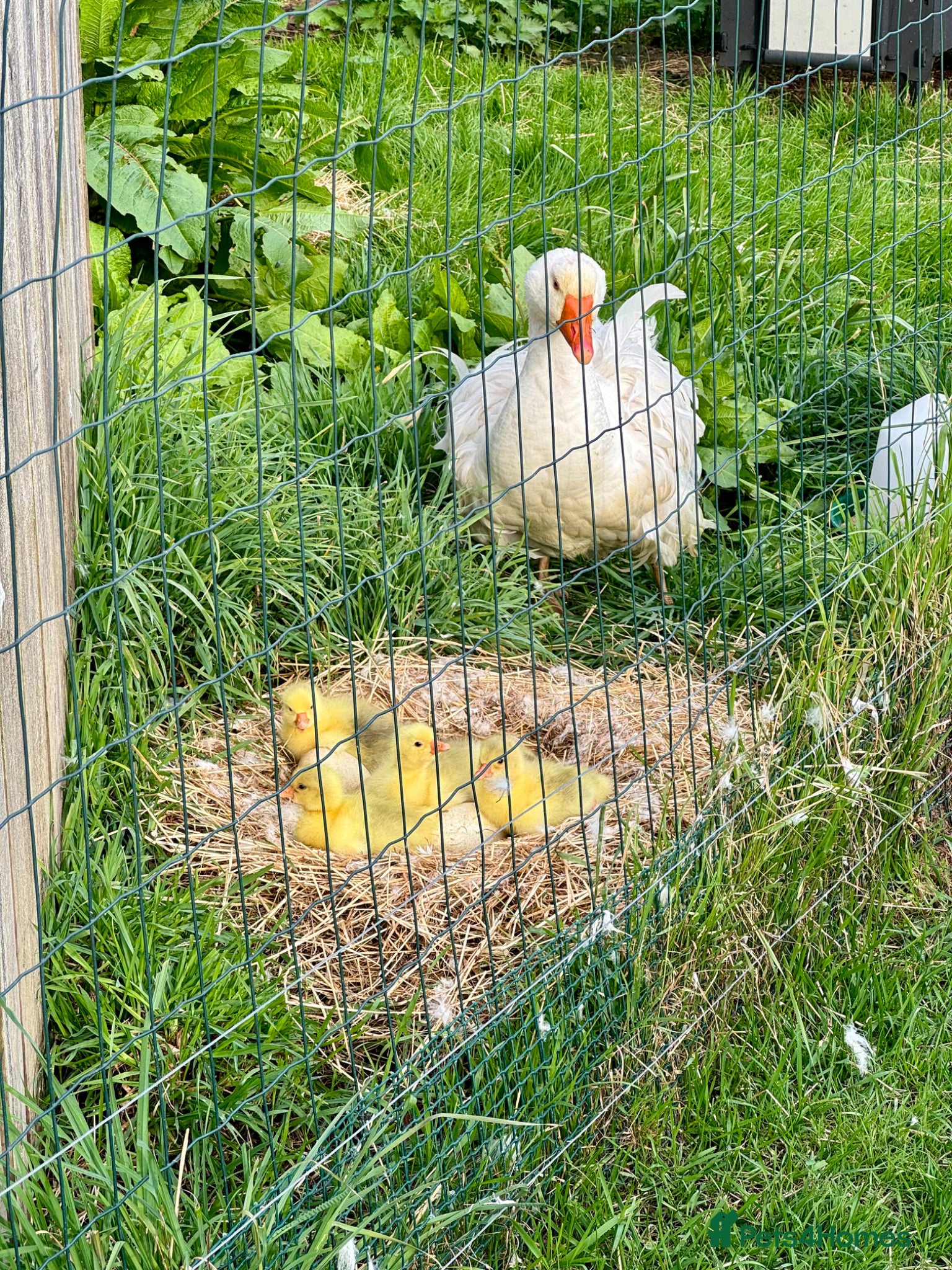 Geese poultry Sebastopol Goslings  - Advert 2