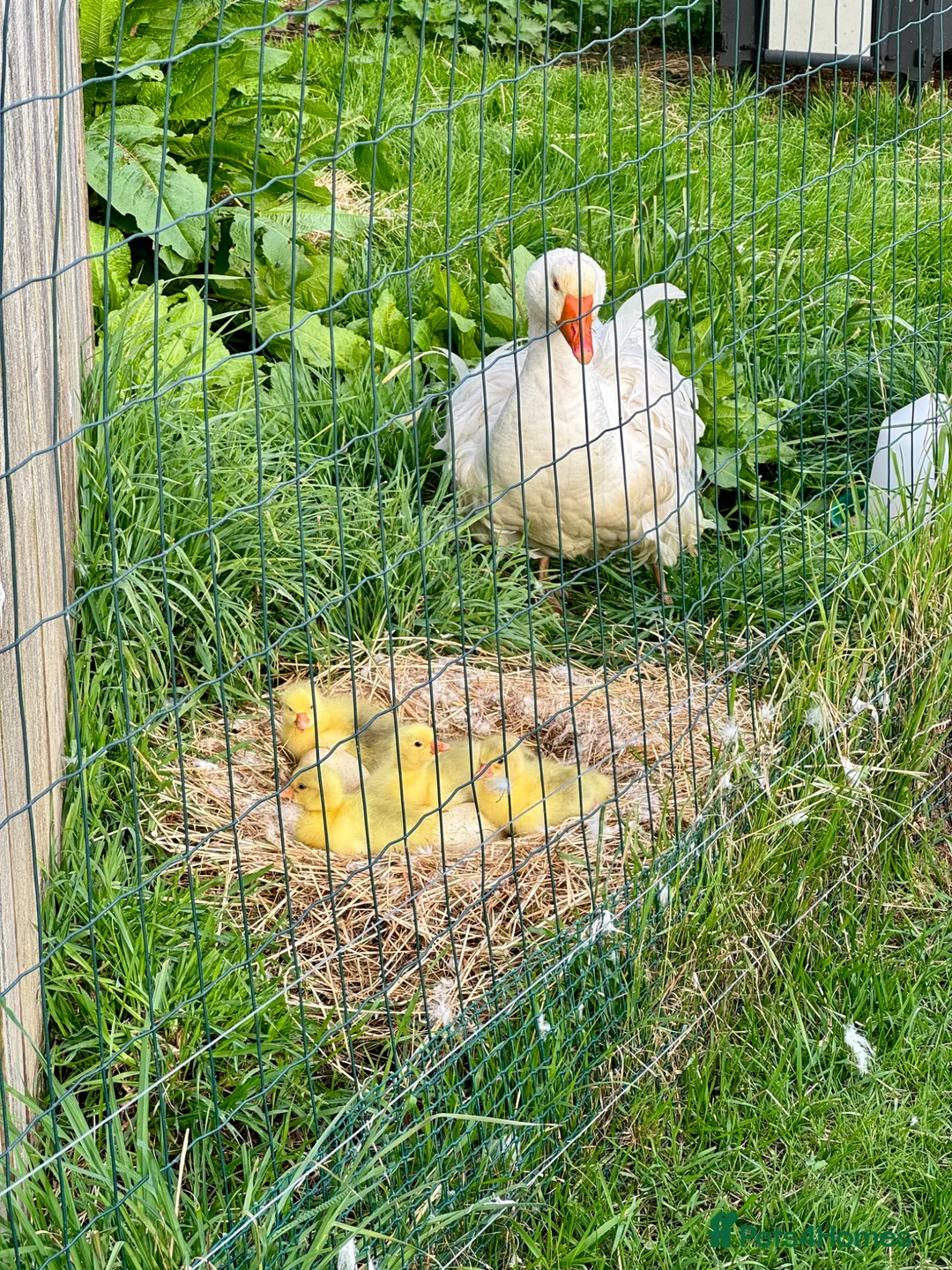 Geese poultry for sale: Sebastopol Goslings  in Malpas - Advert 2