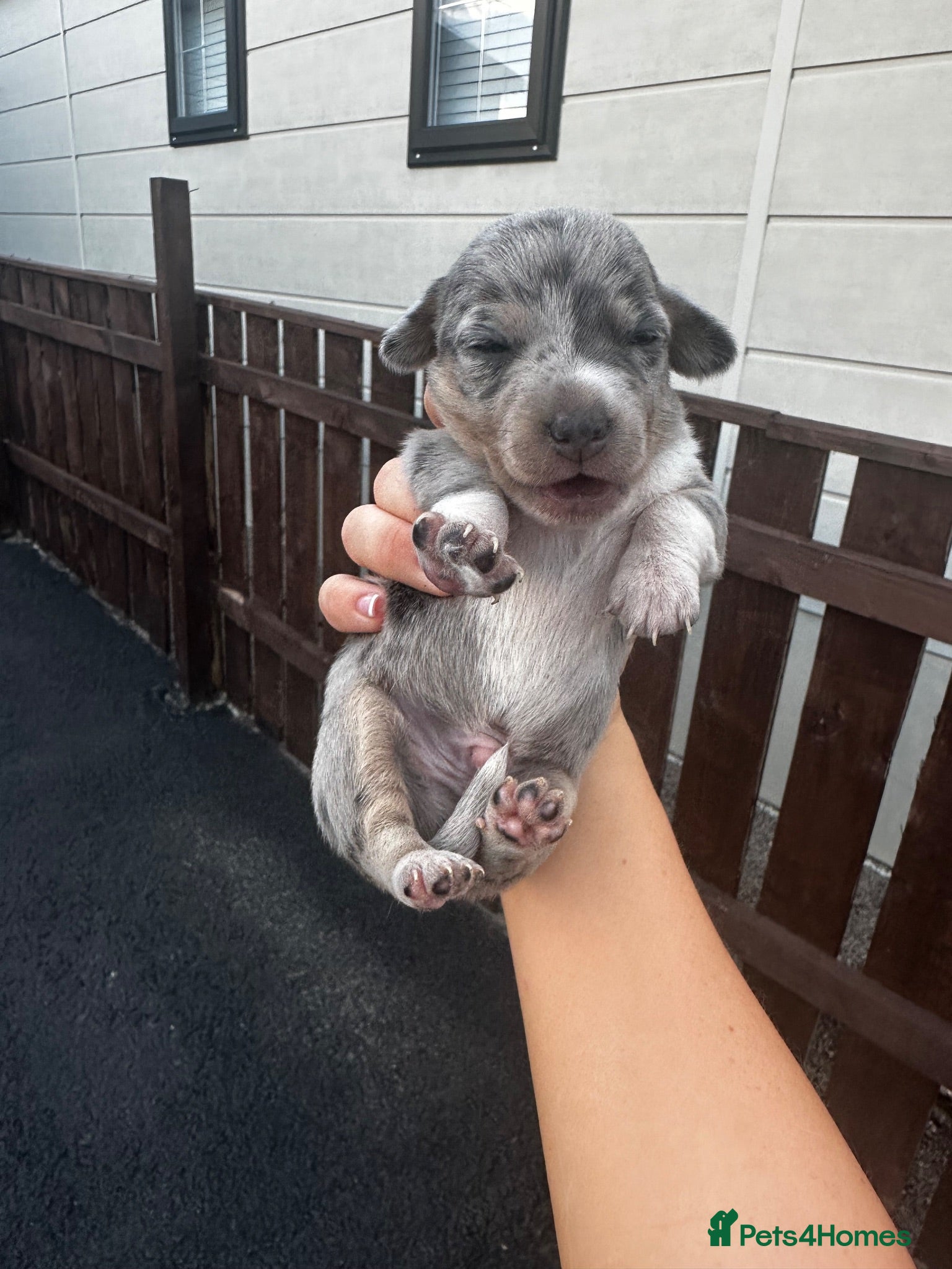 Dachshund dogs Jackshund puppies looking for a place to call home - Advert 2
