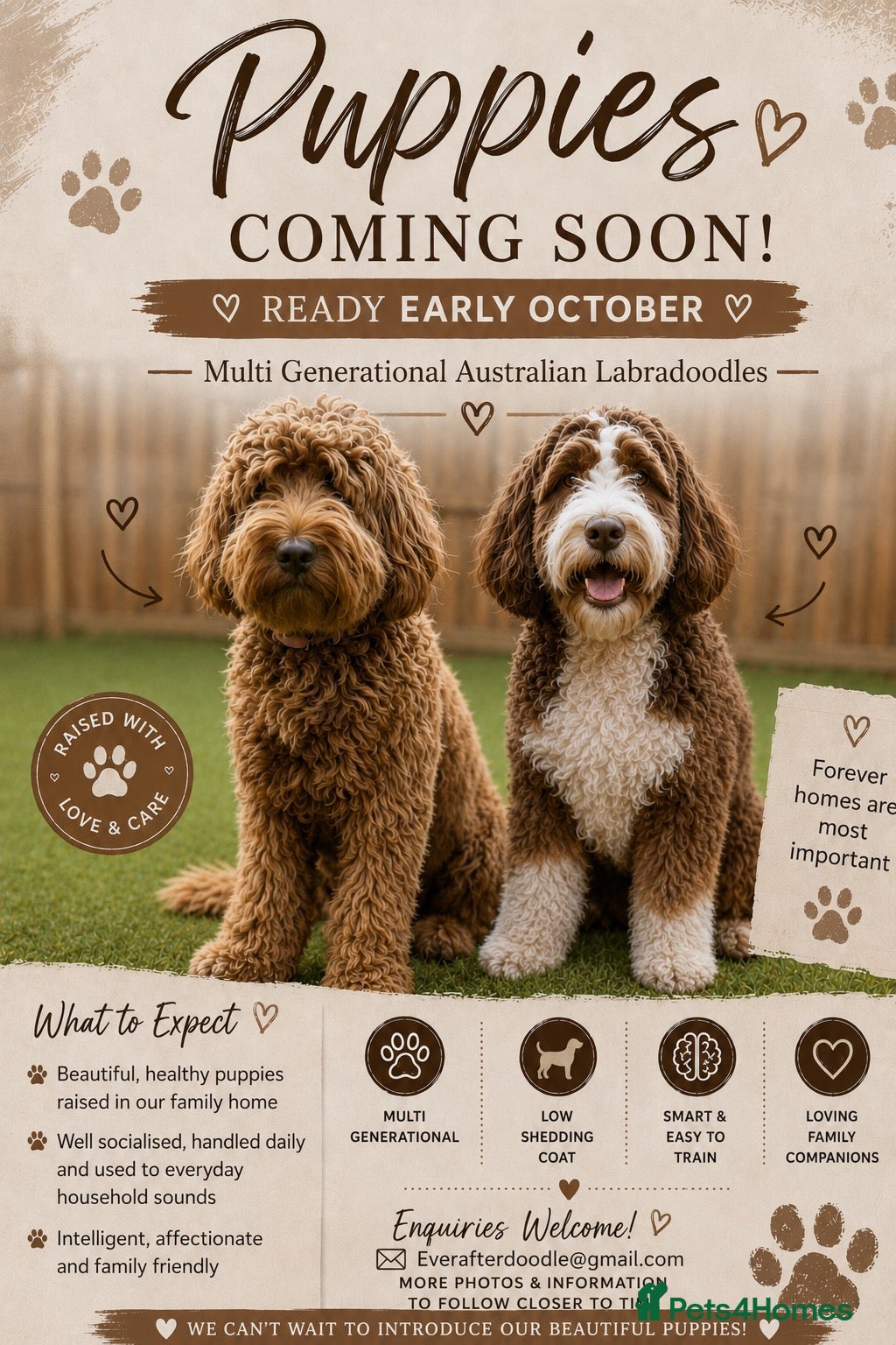 Australian Labradoodle dogs Australian labradoodle  - Advert 11
