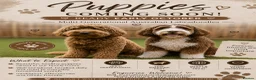 Australian Labradoodle dogs for sale: Australian labradoodle  - Advert 1