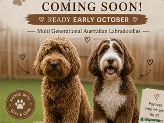 Australian Labradoodle dogs Australian labradoodle - Advert 1