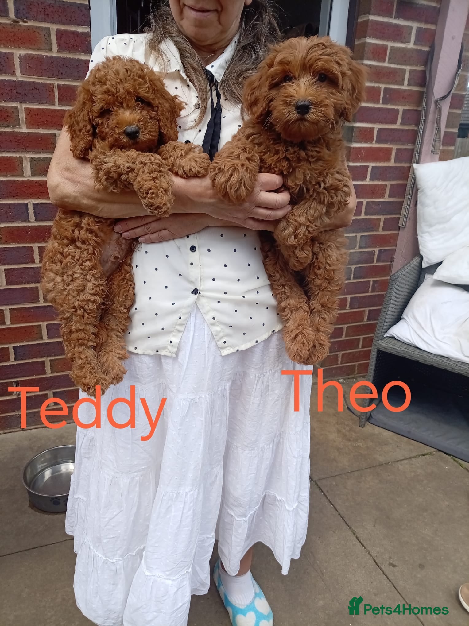 Labradoodle dogs Labradoodle x Toy maltipoo Health Tested - Advert 5
