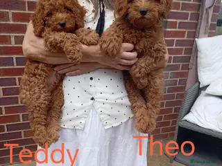 Labradoodle dogs Labradoodle x Toy maltipoo Health Tested - Advert 5
