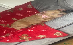 American Bully dogs for sale: 9 months old Tess  - Advert 5