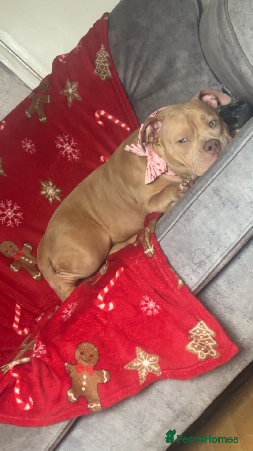 American Bully dogs for sale: 9 months old Tess  - Advert 5
