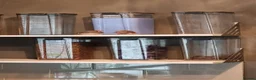 Finches birds for sale: Zebra finches in Preston - Advert 2