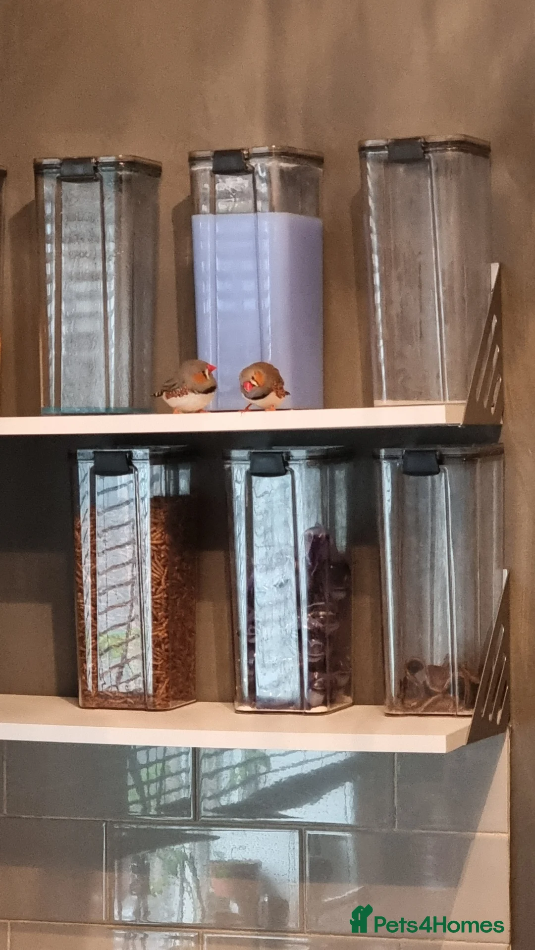 Finches birds for sale: Zebra finches in Preston - Advert 2